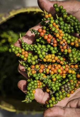 fresh black pepper