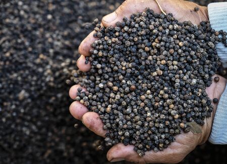 Sarawak, Malaysia - October 26, 2019 : milled black pepper ,Black pepper corns and Black pepper Powderの写真素材