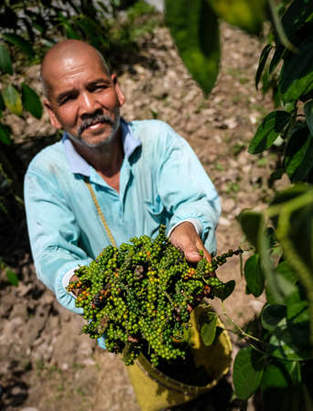 Sarawak, Malaysia October 26, 2017 : A man show fresh black pepper at the black pepper farm