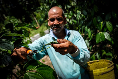 Sarawak, Malaysia October 26, 2017 : A man pick fresh black pepper at the black pepper farm