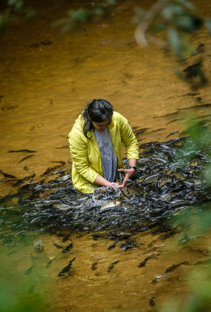 TERENGGANU, MALAYSIA - SEPTEMBER 14, 2019 : Visitors feed and play with Kelah fish in Kelah Sanctuary Kenyir Lake, Terengganu. Kenyir lake is the largest man make lake in Asia.のeditorial素材