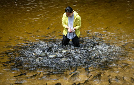 TERENGGANU, MALAYSIA - SEPTEMBER 14, 2019 : Visitors feed and play with Kelah fish in Kelah Sanctuary Kenyir Lake, Terengganu. Kenyir lake is the largest man make lake in Asia.のeditorial素材