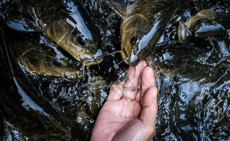 TERENGGANU, MALAYSIA - SEPTEMBER 14, 2019 : Visitors feed and play with Kelah fish in Kelah...