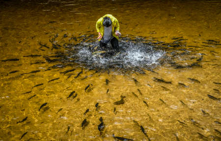 TERENGGANU, MALAYSIA - SEPTEMBER 14, 2019 : Visitors feed and play with Kelah fish in Kelah Sanctuary Kenyir Lake, Terengganu. Kenyir lake is the largest man make lake in Asia.のeditorial素材
