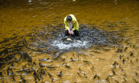 TERENGGANU, MALAYSIA - SEPTEMBER 14, 2019 : Visitors feed and play with Kelah fish in Kelah Sanctuary Kenyir Lake, Terengganu. Kenyir lake is the largest man make lake in Asia.のeditorial素材