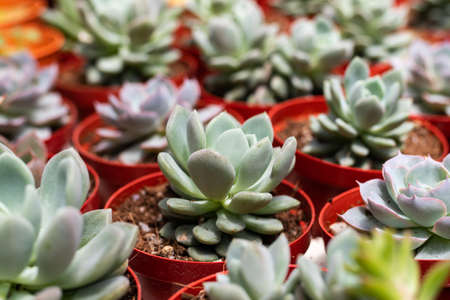 Varieties of cactus plant in the pot. Close up view. Selective Focus.の写真素材