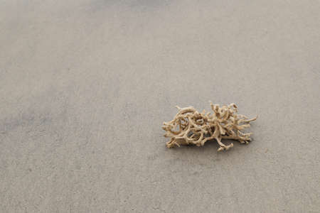 Dead coral washed out on the beach. Landscape orientation.