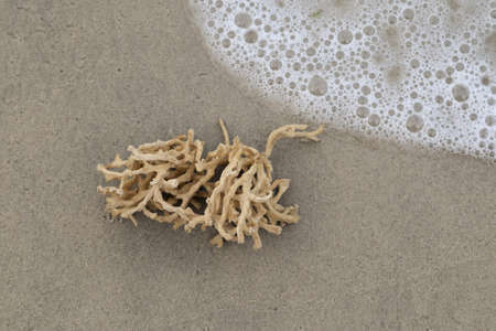 Dead coral washed out on the beach with bubble from the ocean wave.の写真素材