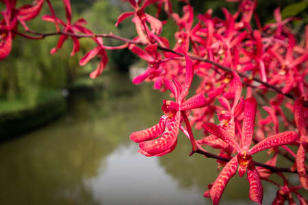 Red orchid close up view with the river in the background.