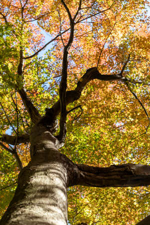 Looking up view of the tree in the autumn with orange and yellow leaves.
