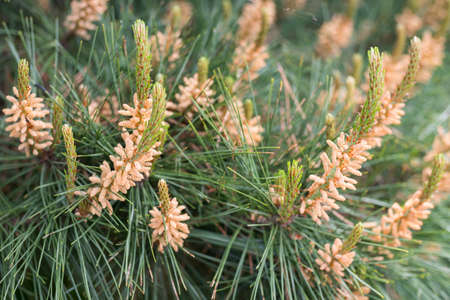 Pine tree flower during spring. Close Up selective focus.