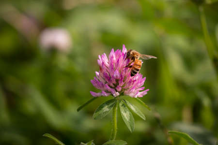 Bee on the flower during the day in the summer. Close-up shot.の写真素材