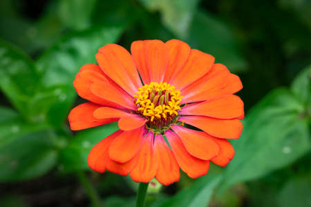 Red daisy flower in spring with green leaf in the background.の写真素材