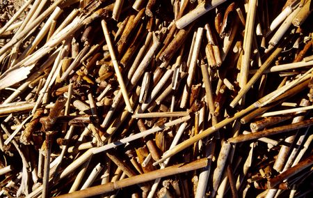 reed on the beachの写真素材