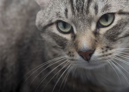 tomcatの写真素材