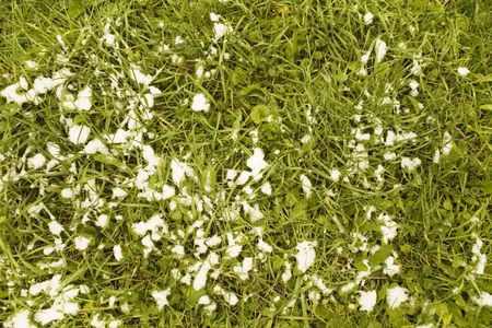 Grass covered by snow, for use as a background