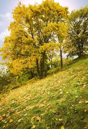 Autumn tree on a slope of a mountain covered by yellow leavesの写真素材