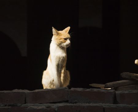 white cat on a black backgroundの写真素材