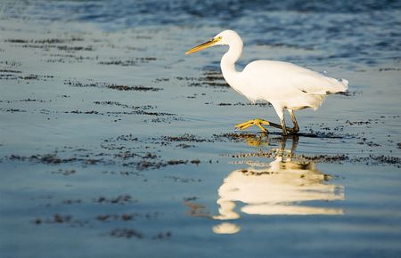 hunting heron reflected in coastal waterの写真素材