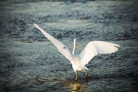 Beginnings of flight of a white heronの写真素材