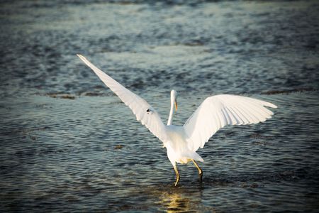 Beginnings of flight of a white heronの素材 [FY310659425]