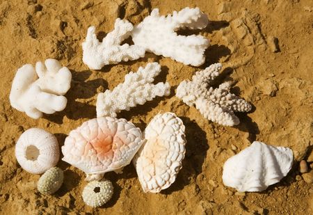 Gift of the sea. Corals and shells