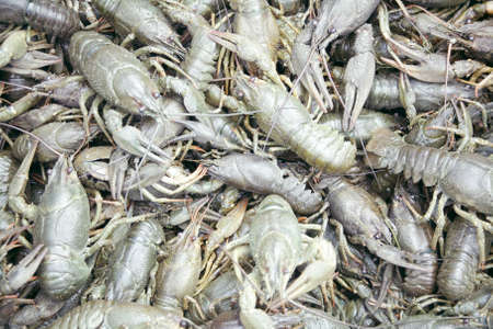 crayfish's backgroundの写真素材