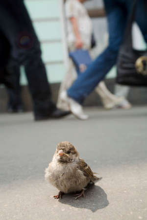 alone sparrow in the streetの写真素材