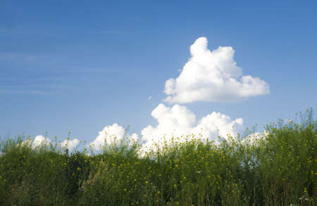 Green grass and blue skyの写真素材