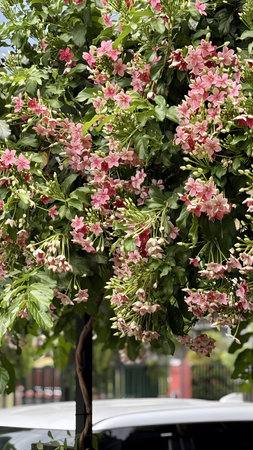 A tree with vibrant pink flowers and green leaves in full bloom outside