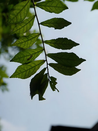 Close-up of green leaves on a branch against a blue sky with a blurred background.
