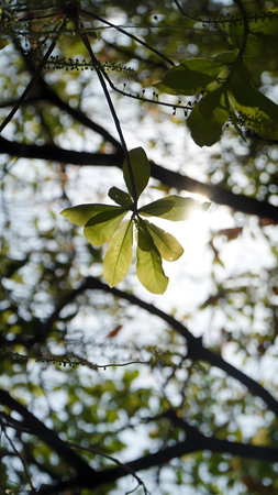 Close-up of tree branches with green leaves in natural setting