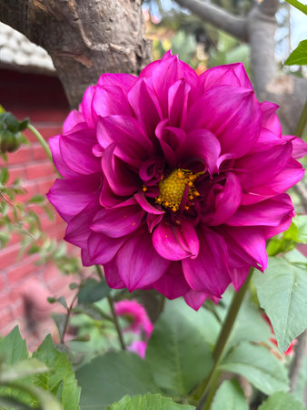 Beautiful pink dahlia flower blooming in a lush garden setting with green leaves