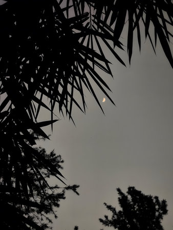 Dark palm fronds against a gray sky with a moon visibleの写真素材