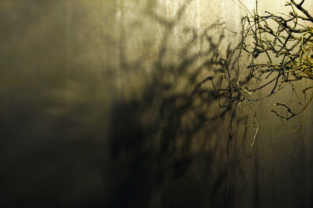   Shadow of Life                             