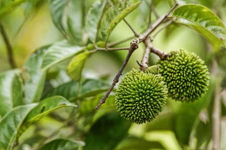 Young and Healthly Pulasan 
