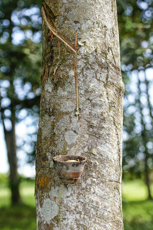Rubber Treeの写真素材
