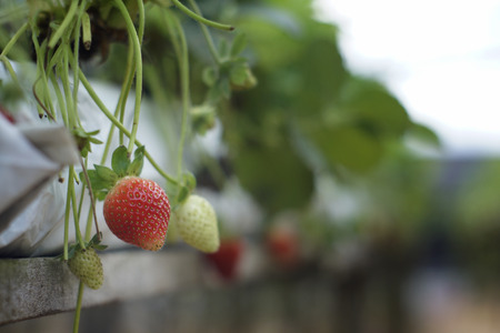 Modern strawberry farm at Cameron Highland. Cameron Highland is one of the famous Malaysian highlands.の写真素材