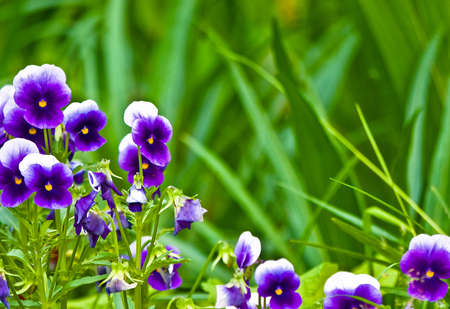 Violas