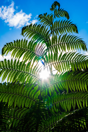 Fern in the foregroundの写真素材