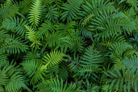 Background of fern plantの写真素材