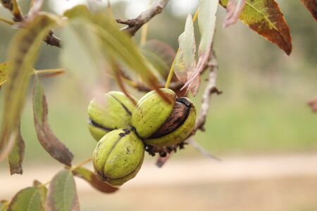 Pecan nut ripens on a treeのeditorial素材