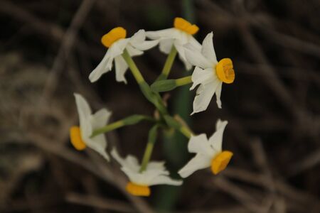 Daffodil blossomsのeditorial素材