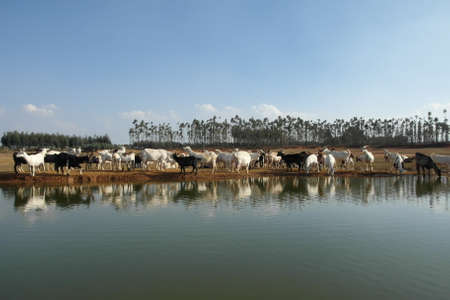 A group of goats graze by the lakeの写真素材