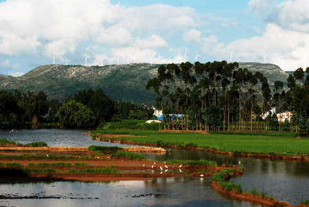 A group of egrets walk freely in the wetland