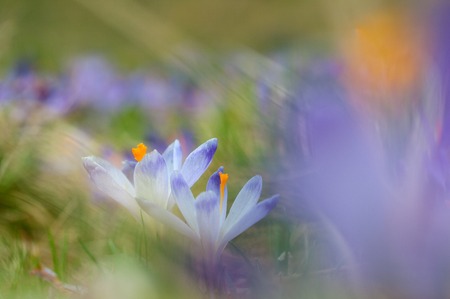 Couple of blue crocuses blooming on spring meadowの写真素材