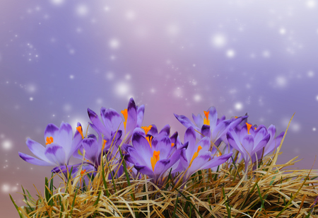Beautiful purple crocus spring flowers in dry yellow grass on colored bokeh backgroundの写真素材
