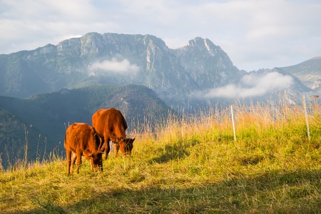 Red cows on the alpine meadow in sunrise light, High Tatra, Polandの写真素材