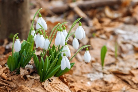 Beautiful snowdrops on dry leaves flowerbed in spring forestの写真素材
