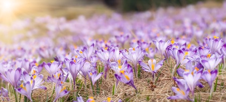 Purple crocus flowers blooming on spring sunny meadow. Spring bannerの写真素材